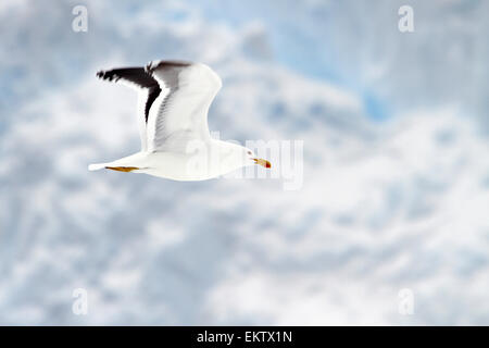 Erwachsenen Kelp Gull (Larus Dominicanus) im Flug. Fotografiert in Neko Harbour, Antarktis Stockfoto