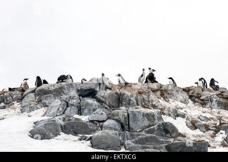 Gentoo Penguins (Pygoscelis Papua). Gentoo Pinguine bis zu Längen von 70 Zentimetern und Leben in großen Kolonien auf Antarktis ist Stockfoto