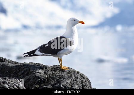 Kelp Gull (Larus Dominicanus) fotografiert in der Wilhelmina Bay, Antarktis im November. Stockfoto