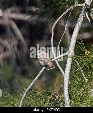 weibliche halb collared Flycatcher Ficedula Semitorquata Zypern März Stockfoto