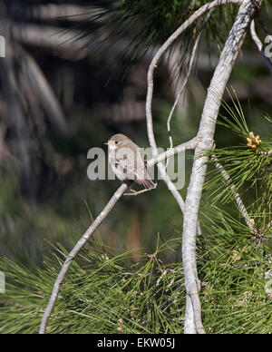 weibliche halb collared Flycatcher Ficedula Semitorquata Zypern März Stockfoto