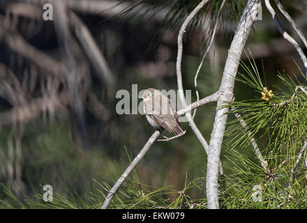 weibliche halb collared Flycatcher Ficedula Semitorquata Zypern März Stockfoto