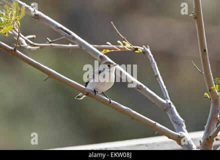 weibliche halb collared Flycatcher Ficedula Semitorquata Zypern März Stockfoto