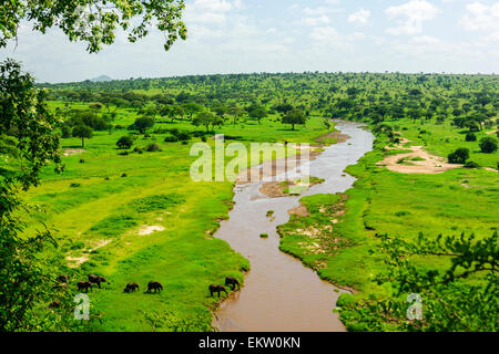 Loxodonta Africana Landschaft mit Elefanten Trinkwasser in Trangire Fluss in der Manyara Region, Tarangire Nationalpark, Tansania Stockfoto