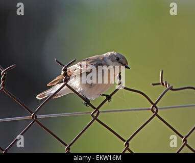 weibliche halb collared Flycatcher Ficedula Semitorquata Zypern März Stockfoto