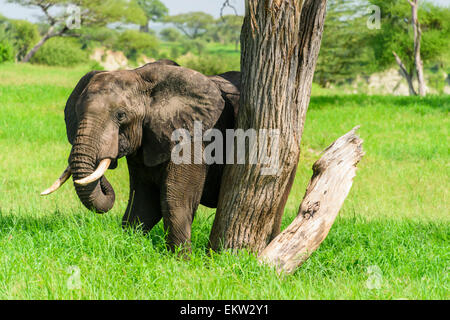 Loxodonta Africana Porträt eines Elefanten im Tarangire Nationalpark Region Manyara, Tansania Stockfoto