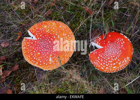 Amanita Stockfoto