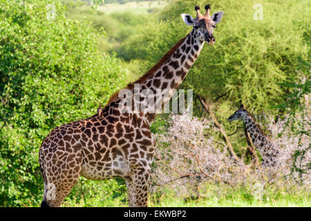 Giraffe Giraffa Porträt der Giraffe in Tarangire National Park, Region Manyara, Tansania, Afrika. Stockfoto