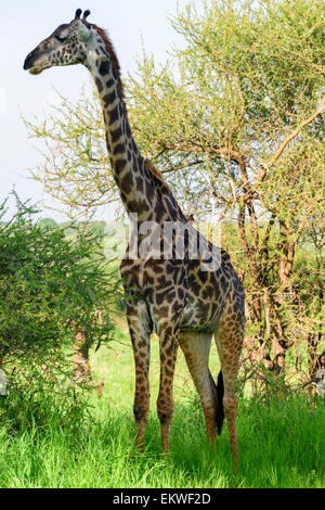 Giraffa Plancius Porträt einer Giraffe in Tarangire National Park, Region Manyara, Tansania, Afrika. Stockfoto