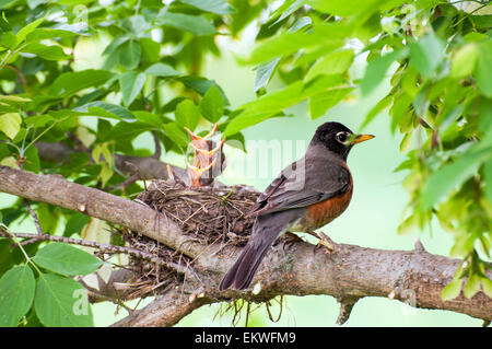 Robin Vogel auf Zweig vom Nest der Nestlinge Stockfoto