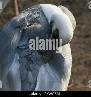 Asiatische White Himalaja-Kranich (Grus Vipio) seine Federn putzen Stockfoto