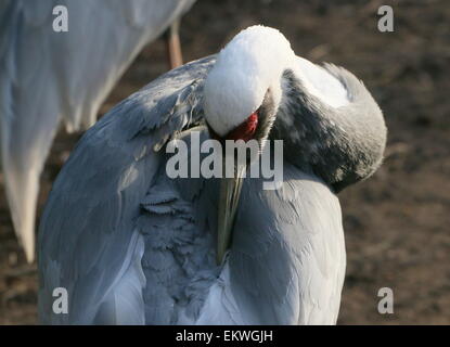 Asiatische White Himalaja-Kranich (Grus Vipio) seine Federn putzen Stockfoto