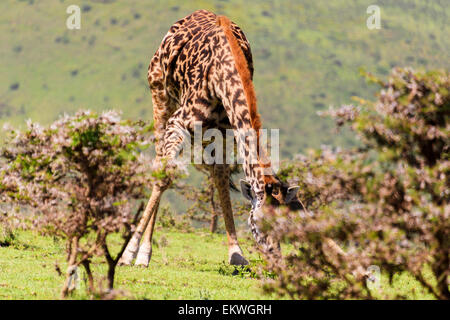 Giraffa Giraffe Giraffen Essen n des Ngorongoro-Kraters Pisten gonna Serengeti, Tansania, Afrika Stockfoto