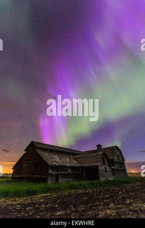 7. / 8. Juni 2014 - ein All-Sky-Aurora mit grünen und violetten Vorhängen im Süden Albertas. Der große Wagen ist über die Scheune sichtbar. Stockfoto