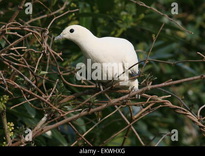 Southeast Asian Pied imperial Taube (Ducula bicolor) Stockfoto