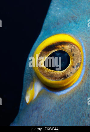 Nahaufnahme eines Franzosen-Kaiserfisch Auges. Stockfoto