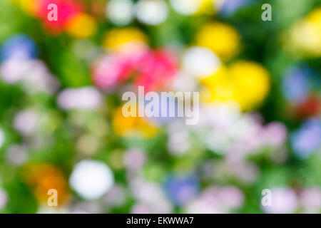 Defokussierten Hintergrund verschwommen Blumen Stockfoto