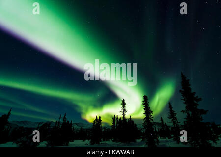 Die hellen Neongrün Aurora Wirbeln über die borealen Wälder, Chena River State Recreation Area, Fairbanks, Alaska, Winter. Stockfoto