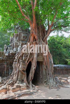 Tropischer Baum auf Ta Som, Angkor Wat in Siem Reap, Kambodscha Stockfoto