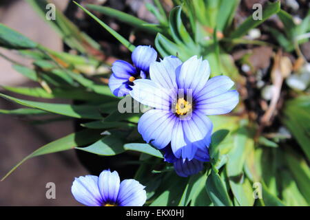 Sisyrinchium "Kalifornischen Skies" Stockfoto