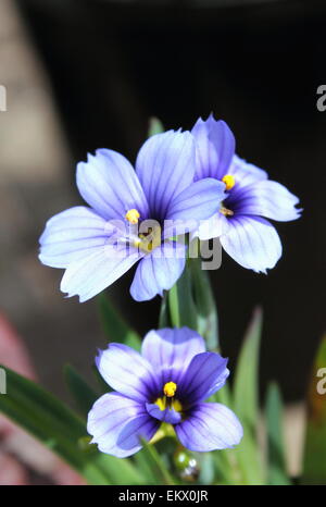 Sisyrinchium "Kalifornischen Skies" Stockfoto