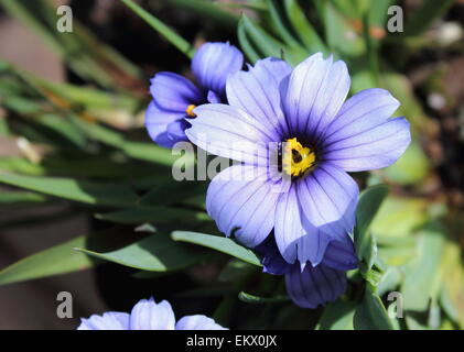 Sisyrinchium "Kalifornischen Skies" Stockfoto