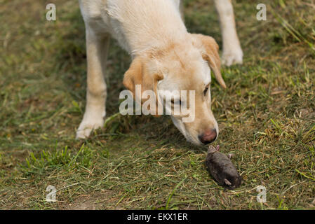 Schön neugierig Golden Labrador Retriever Welpen schnüffeln Toten Maulwurf im Garten Stockfoto