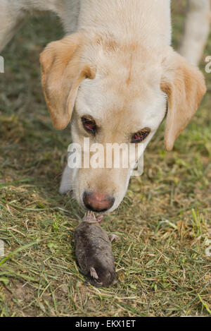 Schön neugierig Golden Labrador Retriever Welpen schnüffeln Toten Maulwurf im Garten Stockfoto