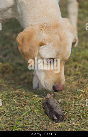 Schön neugierig Golden Labrador Retriever Welpen schnüffeln Toten Maulwurf im Garten Stockfoto