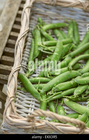 Korb mit frischen Erbsen in ihren Hülsen Stockfoto