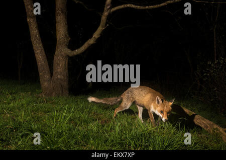 Britische Rotfuchs (Vulpes Vulpes) mit Kamerafalle in Wäldern mit Blitzen erfasst. Pembrokeshire, Wales Stockfoto