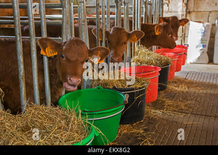 Westen Vlaams Rood / belgische rote Rinder Kälber gefüttert, Kuh Rasse aus Flandern, Belgien Stockfoto