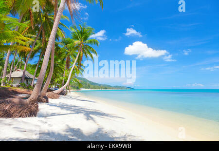 Koh Samui tropischen Strand und Kokosnuss Palmen Bäume Stockfoto