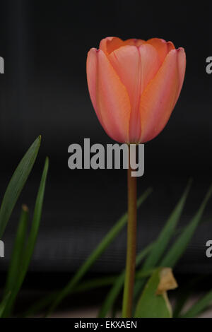 Pfirsichfarbene Frühling Tulpe Blüte Stockfoto