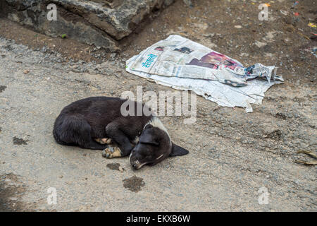 Ein Welpe schläft auf dem Boden in Kathmandu, Nepal Stockfoto