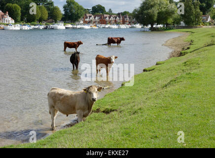 Junge Ochsen stehen in das kühle Nass des Flusses Themse auf Cockmarsh Wiese, Cookham-on-Thames, Buckinghamshire, England, Stockfoto