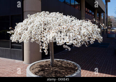 Weinend Kirschbaum in voller Blüte in einer Pflanzmaschine, außerhalb eines städtischen Bürogebäude - USA Stockfoto