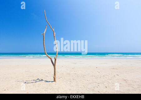 Toter Baum am schönen Strand Stockfoto