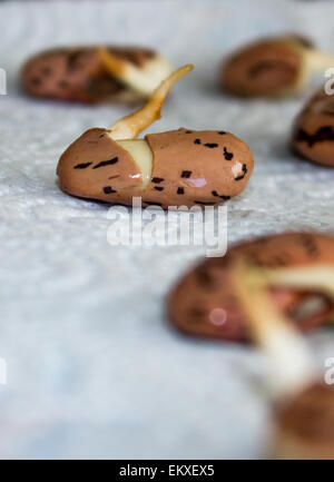 Scarlet runner bean Seeds chitting auf einem Tablett in Wasser nur über bereit zu säen. Stockfoto