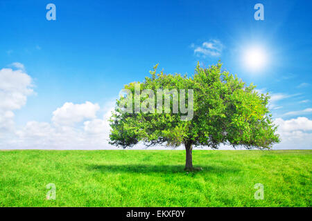 tree on meadow Stockfoto