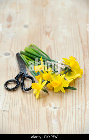 Narcissus. Vorbereitung Schnittblumen Narzisse Tete ein Tete Stockfoto