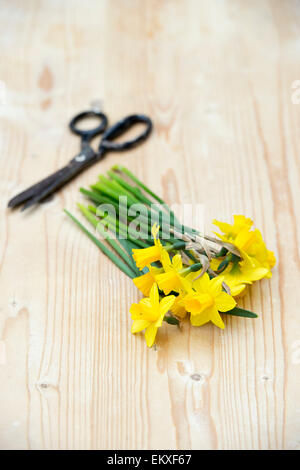 Narcissus. Vorbereitung Schnittblumen Narzisse Tete ein Tete Stockfoto