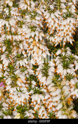 Erica Carnea "Winter Heide" Heather Stockfoto