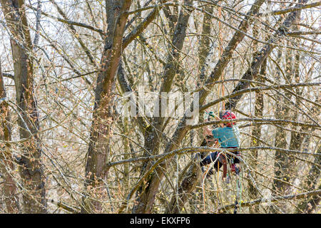 Gärtner im Baumklettern Treegardener Ernte pflegen Baum Arbeit Frühling