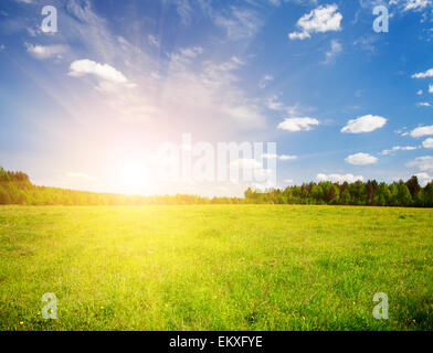 Green Field und schönen Sonnenuntergang Stockfoto