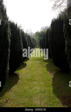 Eiben in St. Peter Friedhof Clearwell, Gloucestershire, England, UK Stockfoto