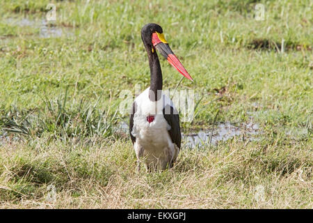 Sattel – abgerechnet Stork (Nahrung Senegalensis) Erwachsenen stehen im flachen Wasser mit Vegetation, Kenia, Afrika Stockfoto