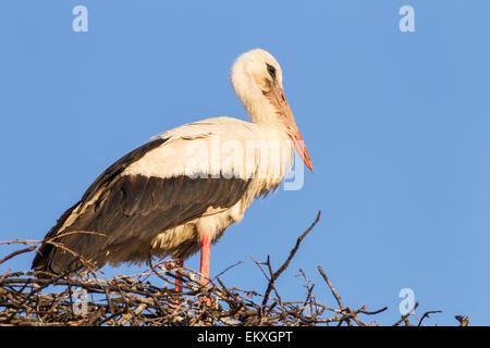 Weißstorch (Ciconia Ciconia) Erwachsene stehen am Nest, Bulgarien, Europa Stockfoto