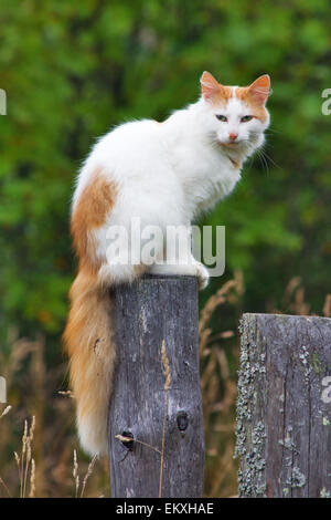 Katze auf einem Zaunpfahl Stockfoto