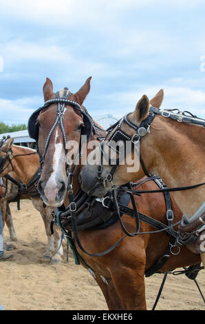 Zwei Zugpferde beschnuppern während des Wartens auf die Last ziehen Wettbewerb auf der Blue Hill, Maine. Stockfoto